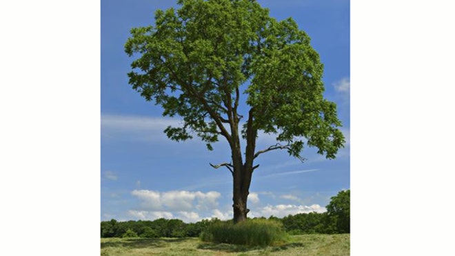 Walnut tree